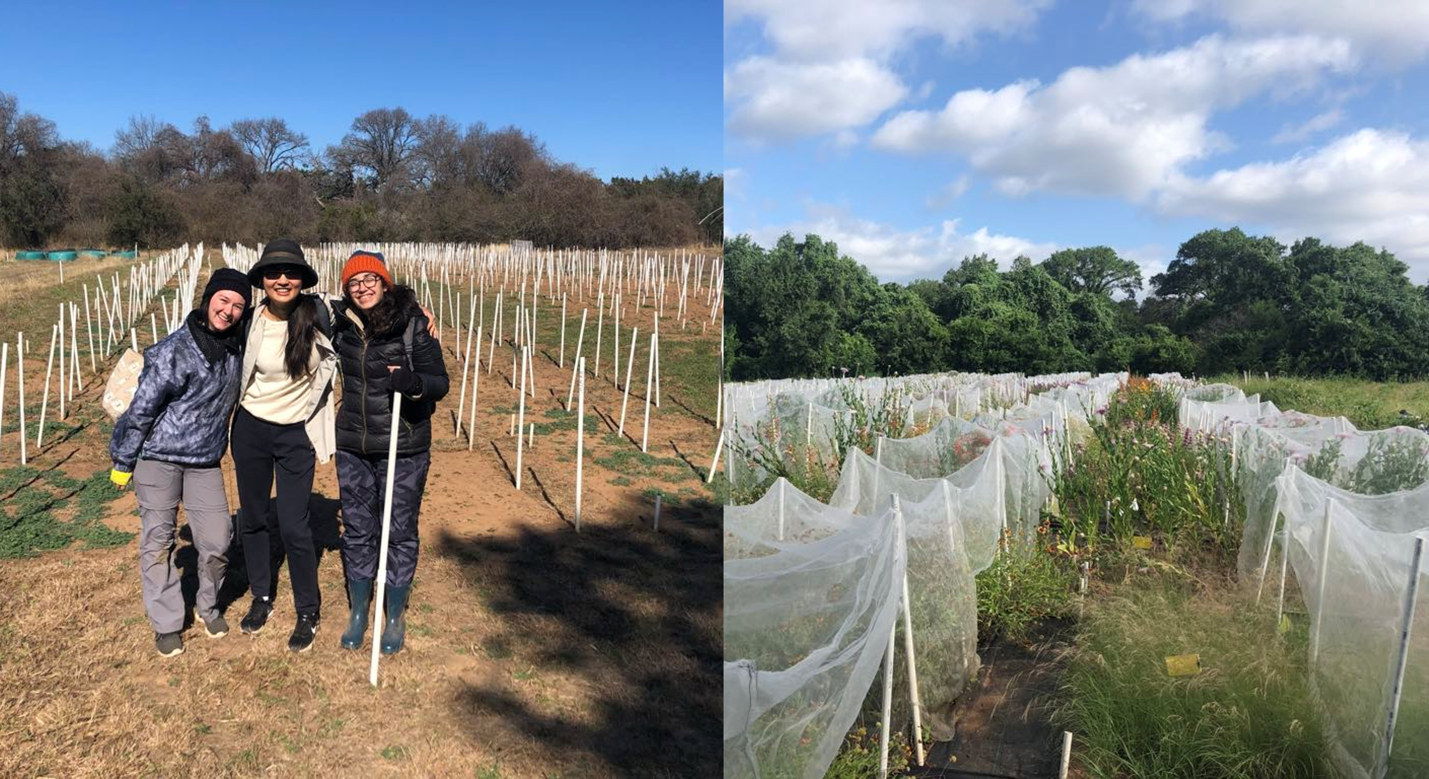 L: The biodiversity experiment officially started in January 2022, led by Sarah and Damla. R: The experiment three months later, with the plants growing and insect-nets in place.