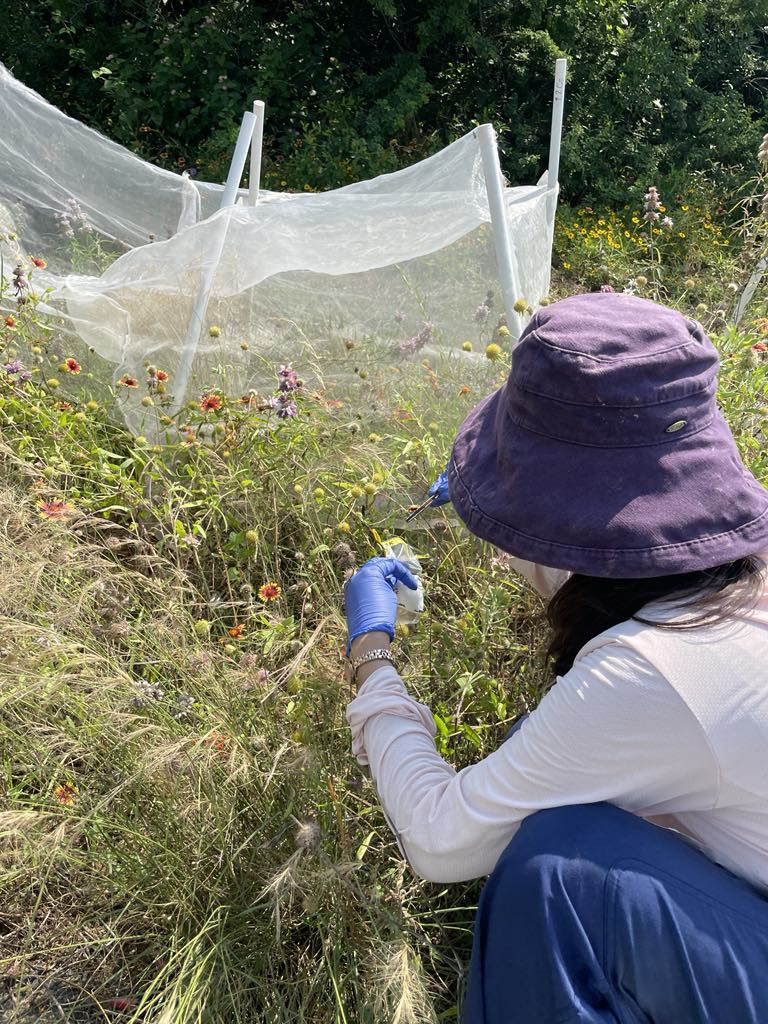 I was collecting soil using a tweezer and a Whirpak from the experiment in late May/early June, for DNA extraction and sequencing.