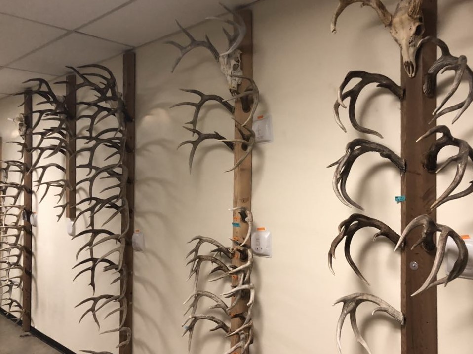 The wall of deer antlers is one of my favorite places to show people, while telling the intriguing boom-and-bust story of the deer population at BFL. Deer shed their antlers every year, which were collected and tracked to individuals by the field station director Prof. Larry Gilbert.