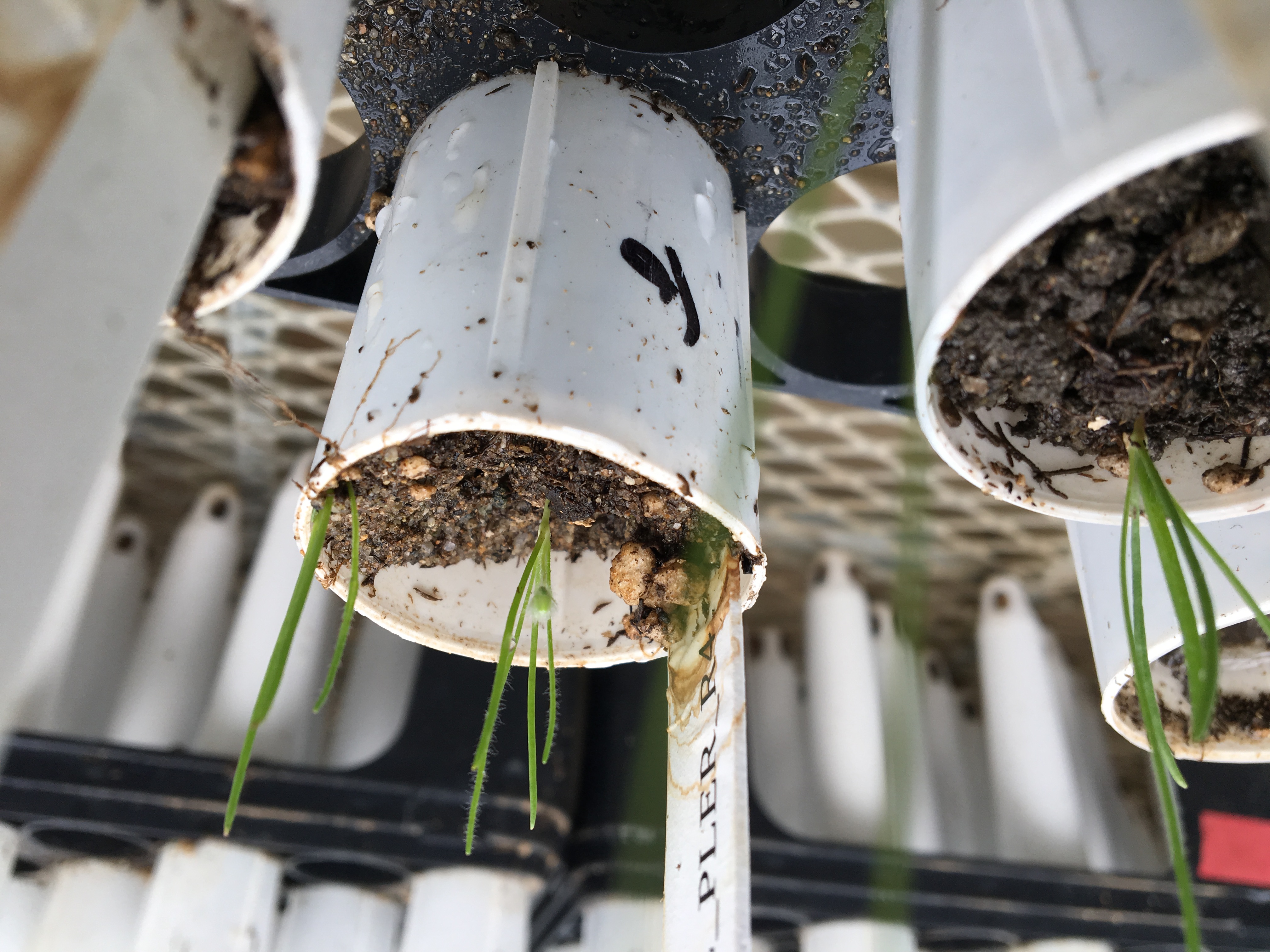 During the phase 2 of the greenhouse experiment, focal species grow on soils conditioned previously by each species